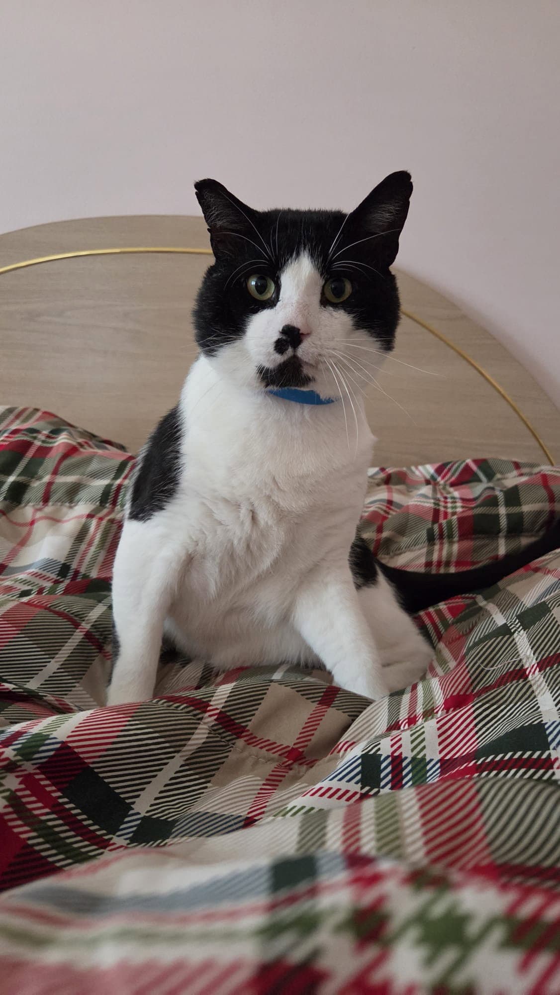 Lord Mr Whiskers - Domestic Short Hair