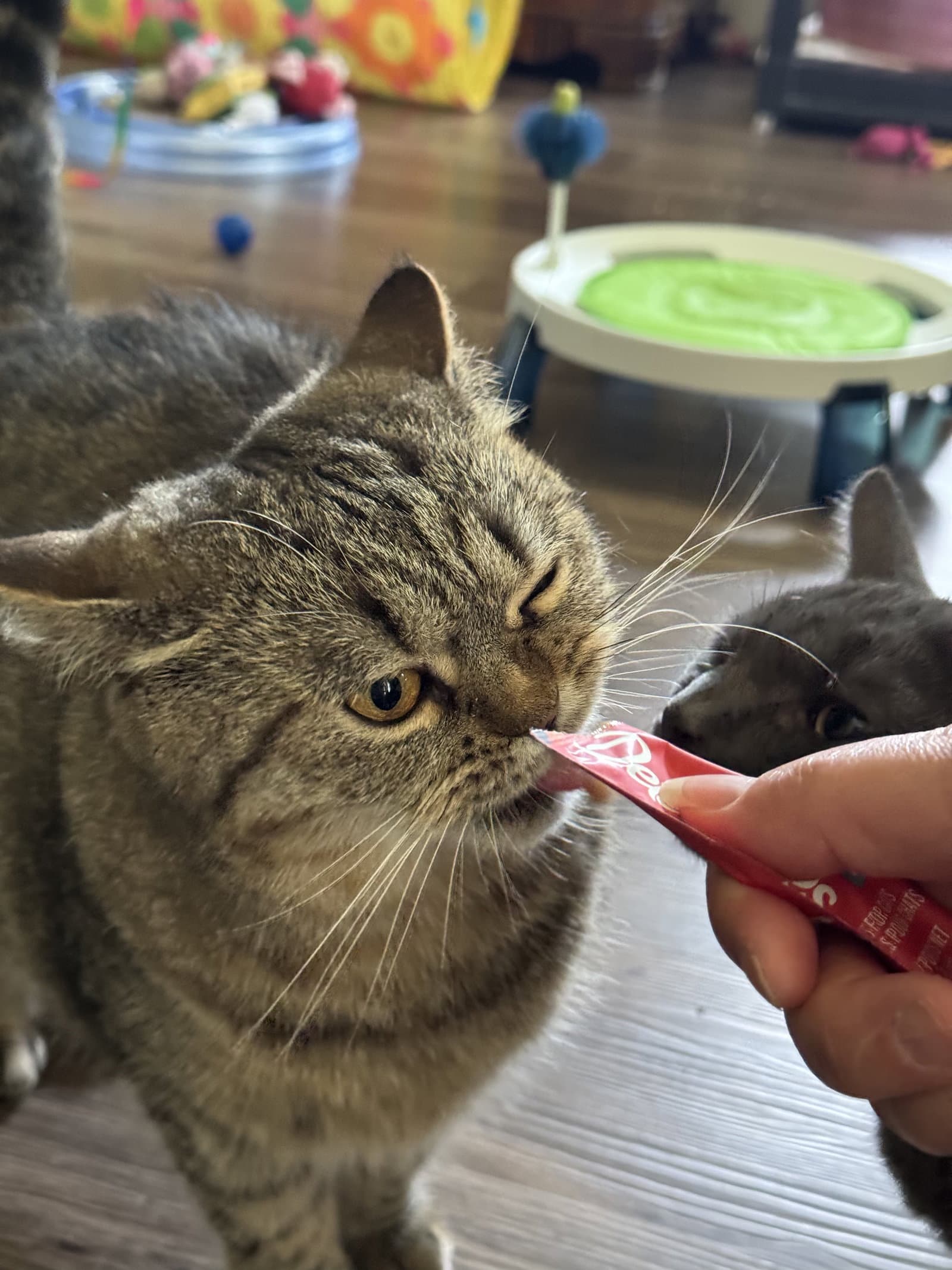 Minnie - British Shorthair