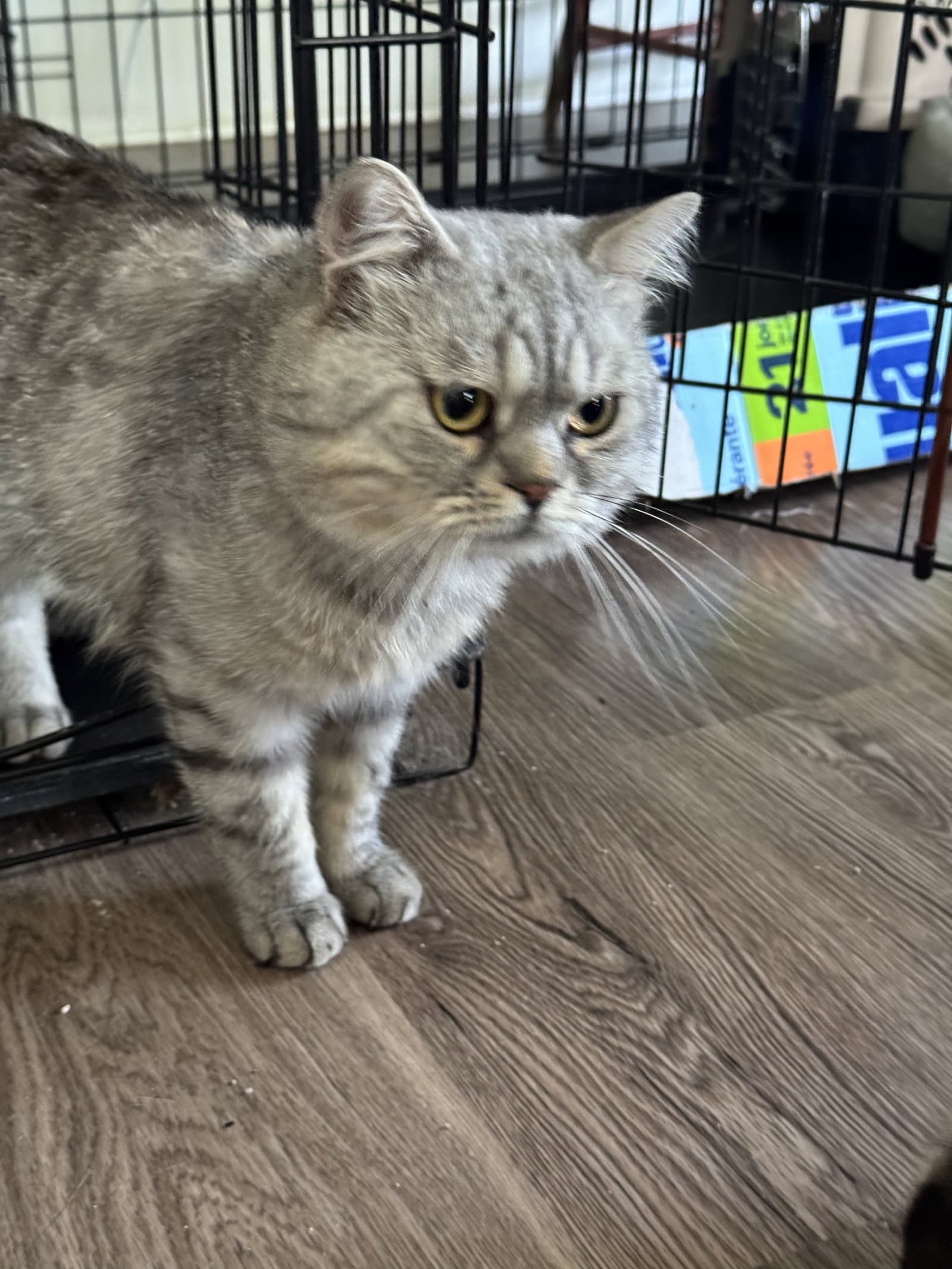 Mickey - British Shorthair