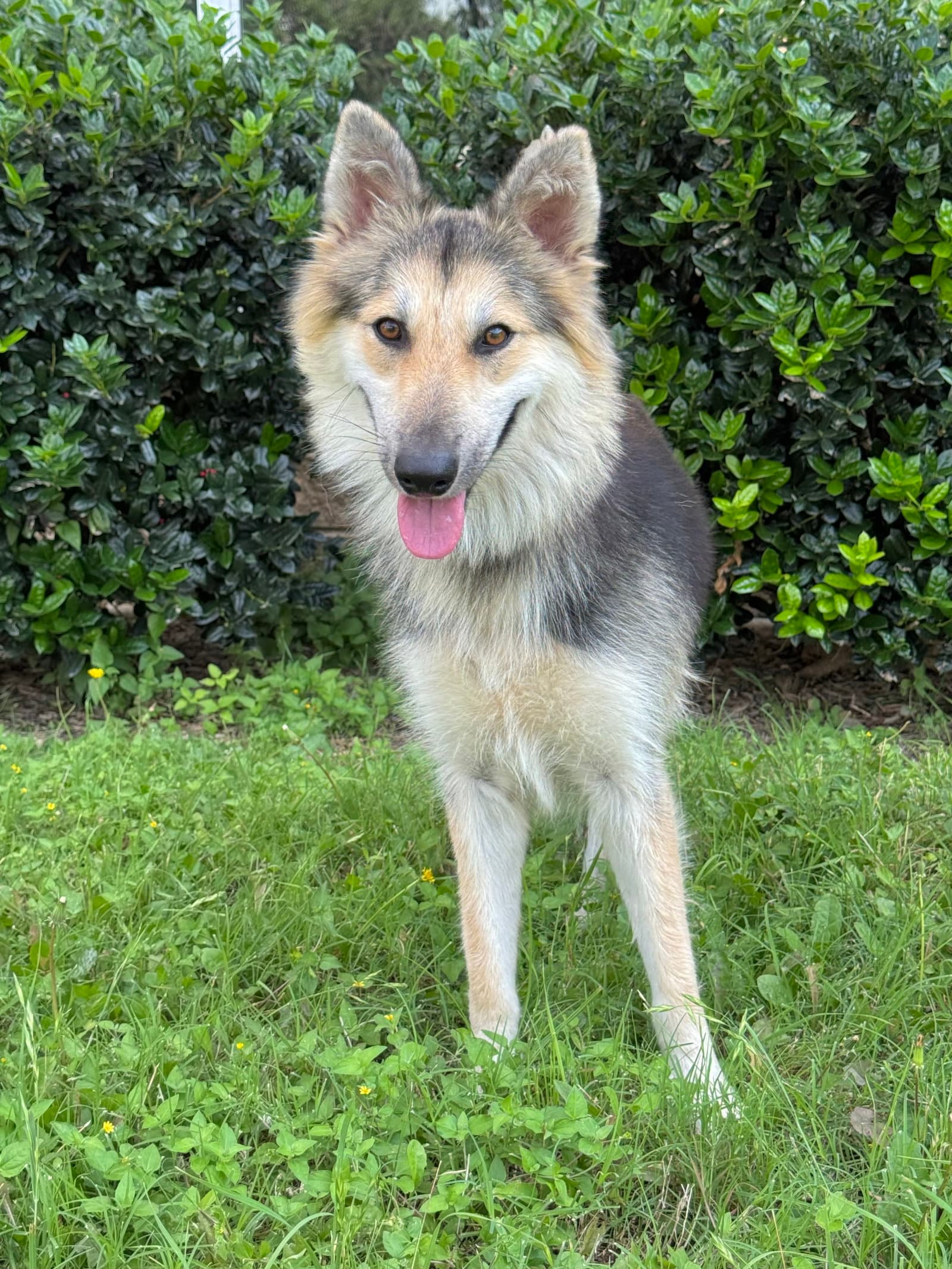 Callie - Collie