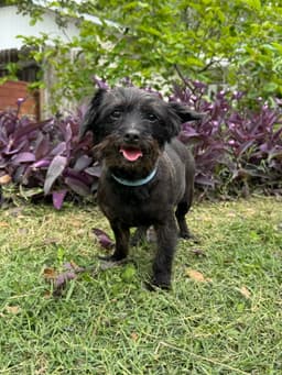 Jackie image 1