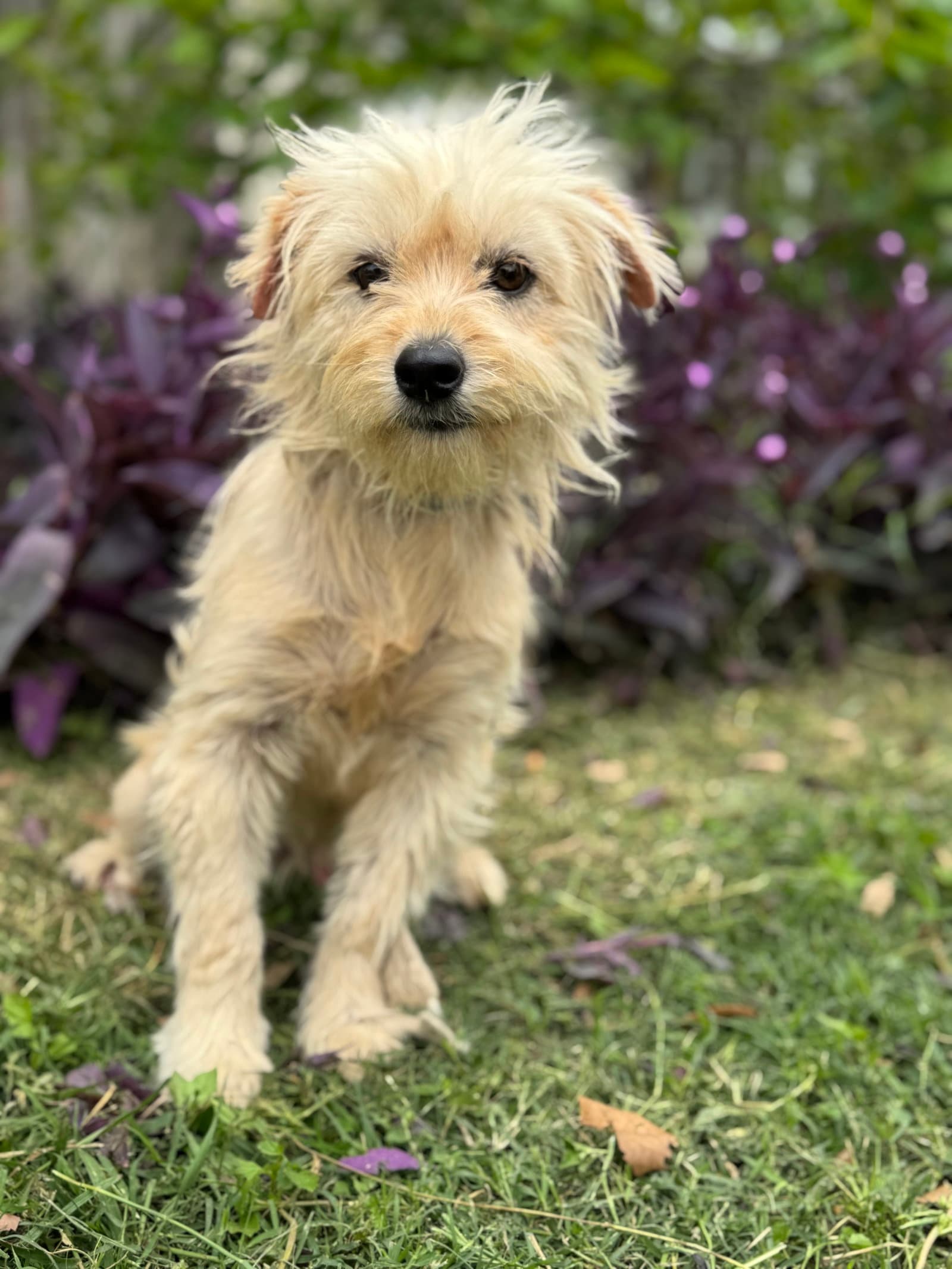 Jack - Terrier