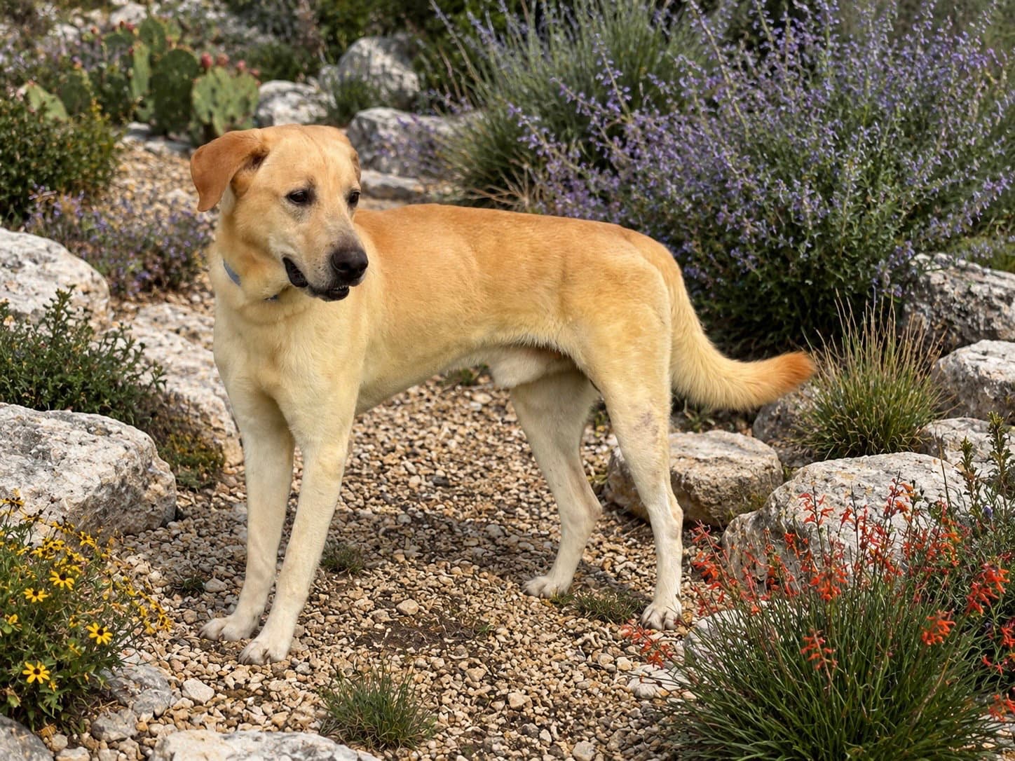 Arnold - Labrador Retriever