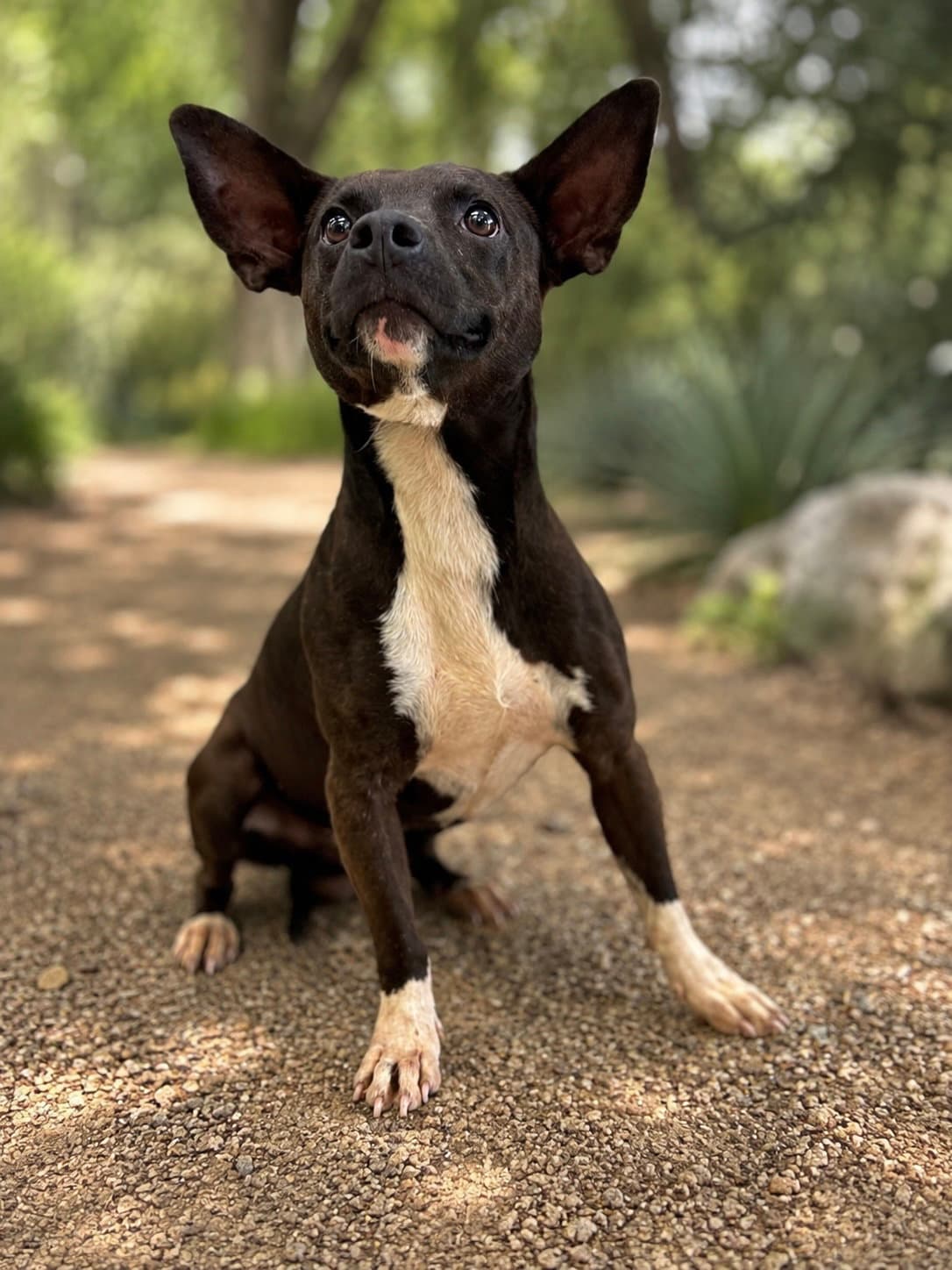 Zippy - Terrier