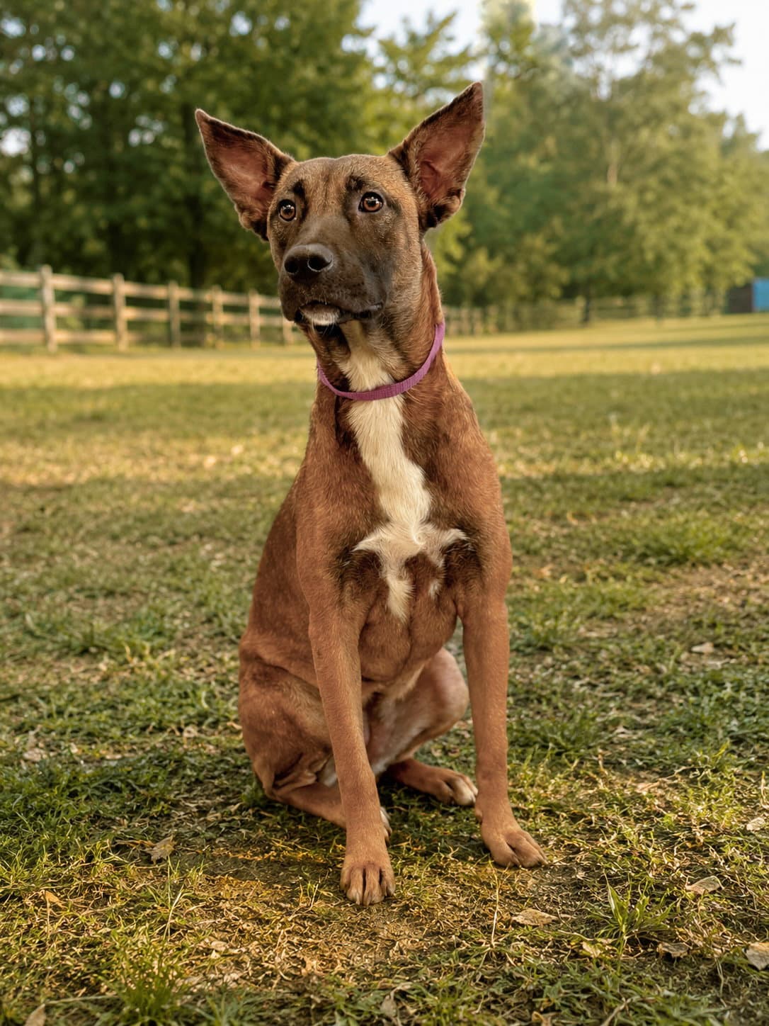 Zepellin - Belgian Shepherd Malinois