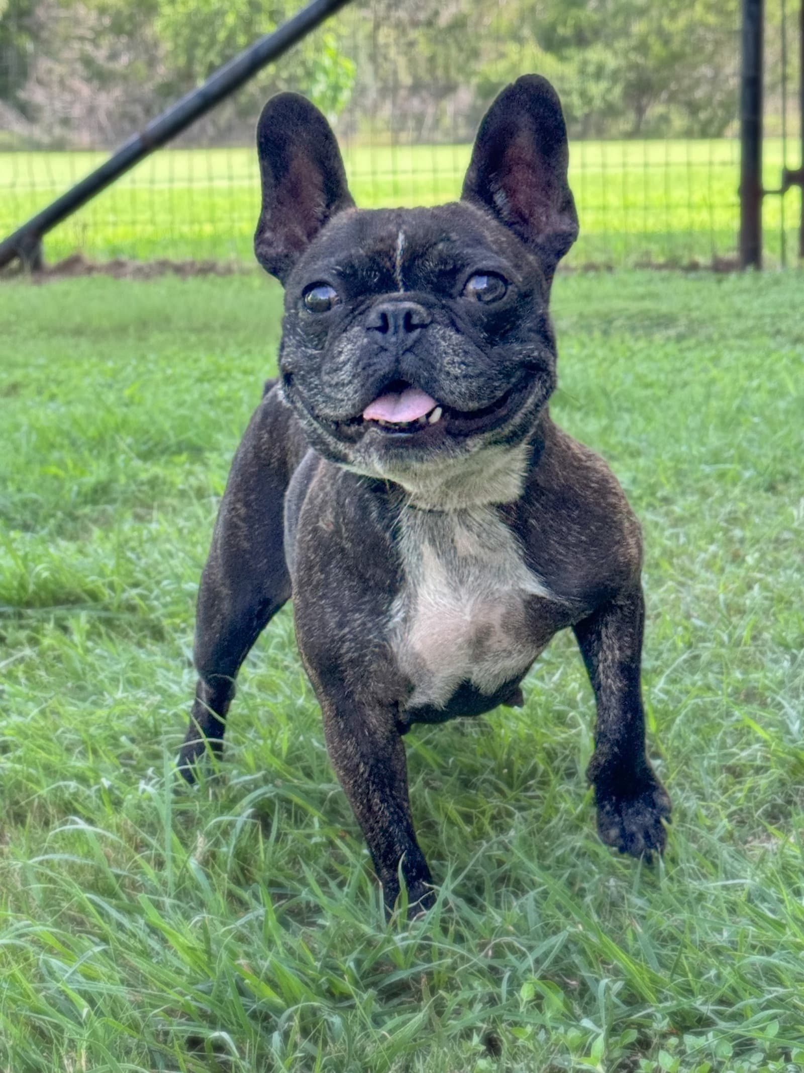 Zelda - French Bulldog