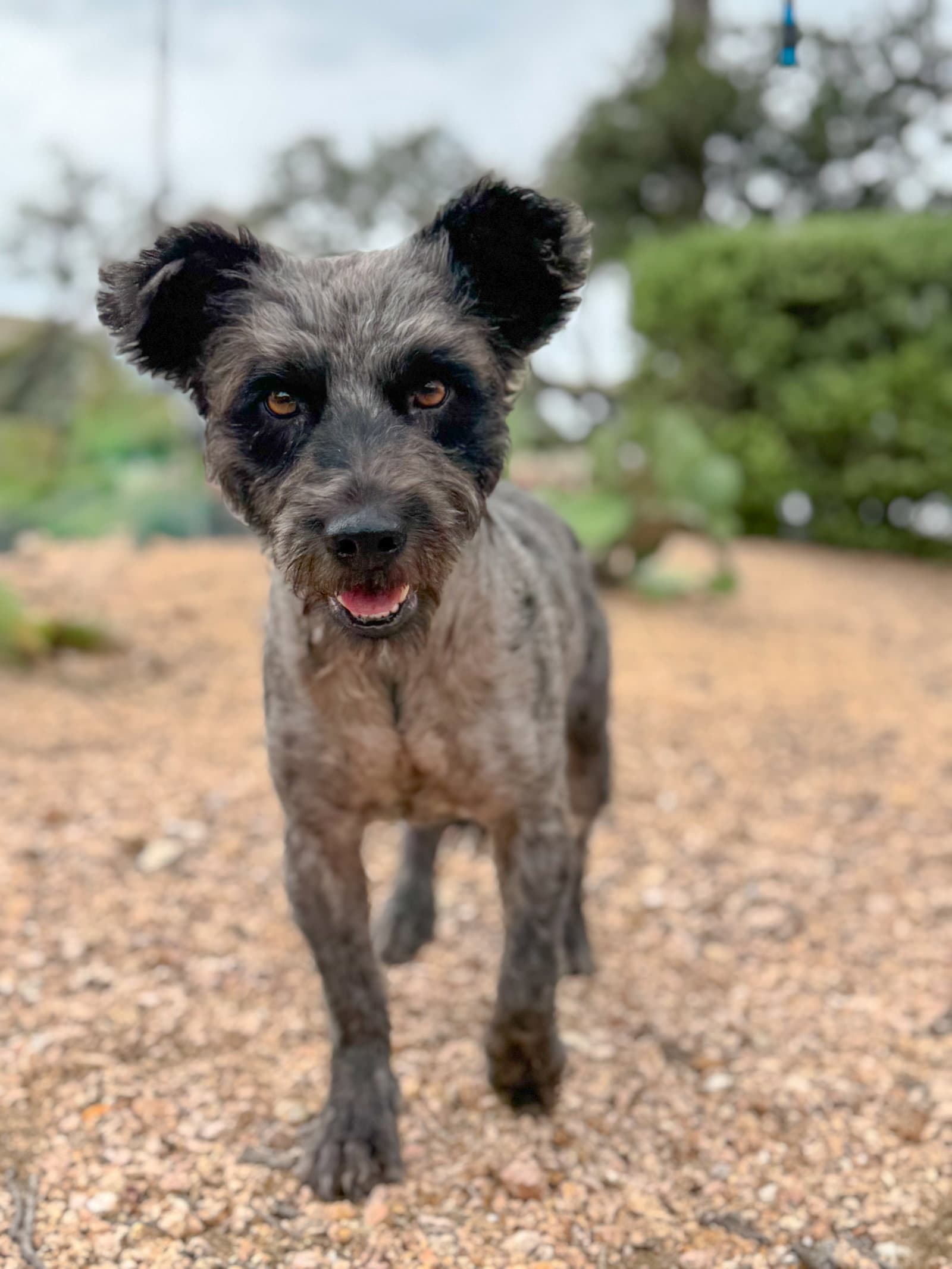 Denver - Schnauzer