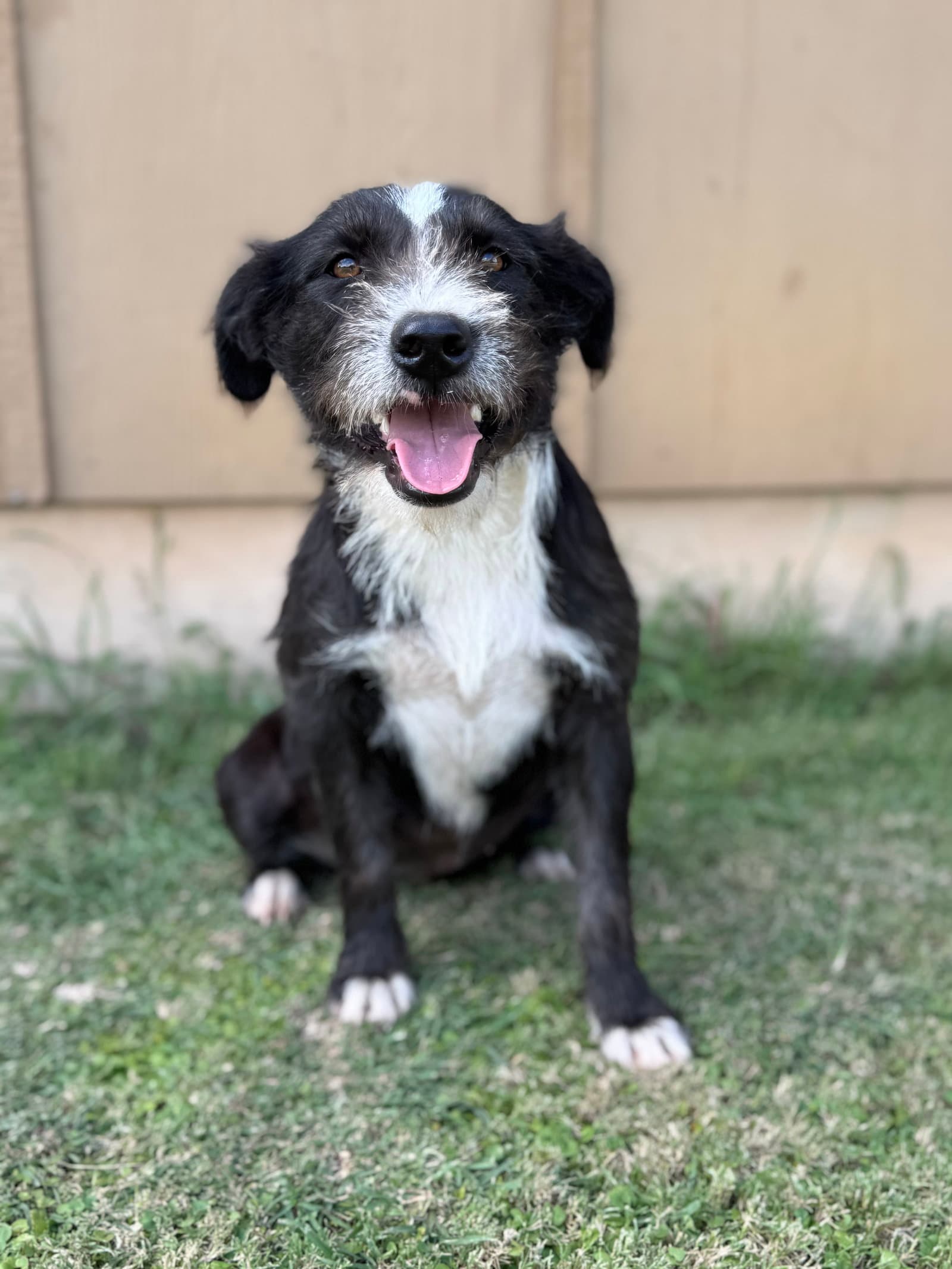 Dana - Terrier