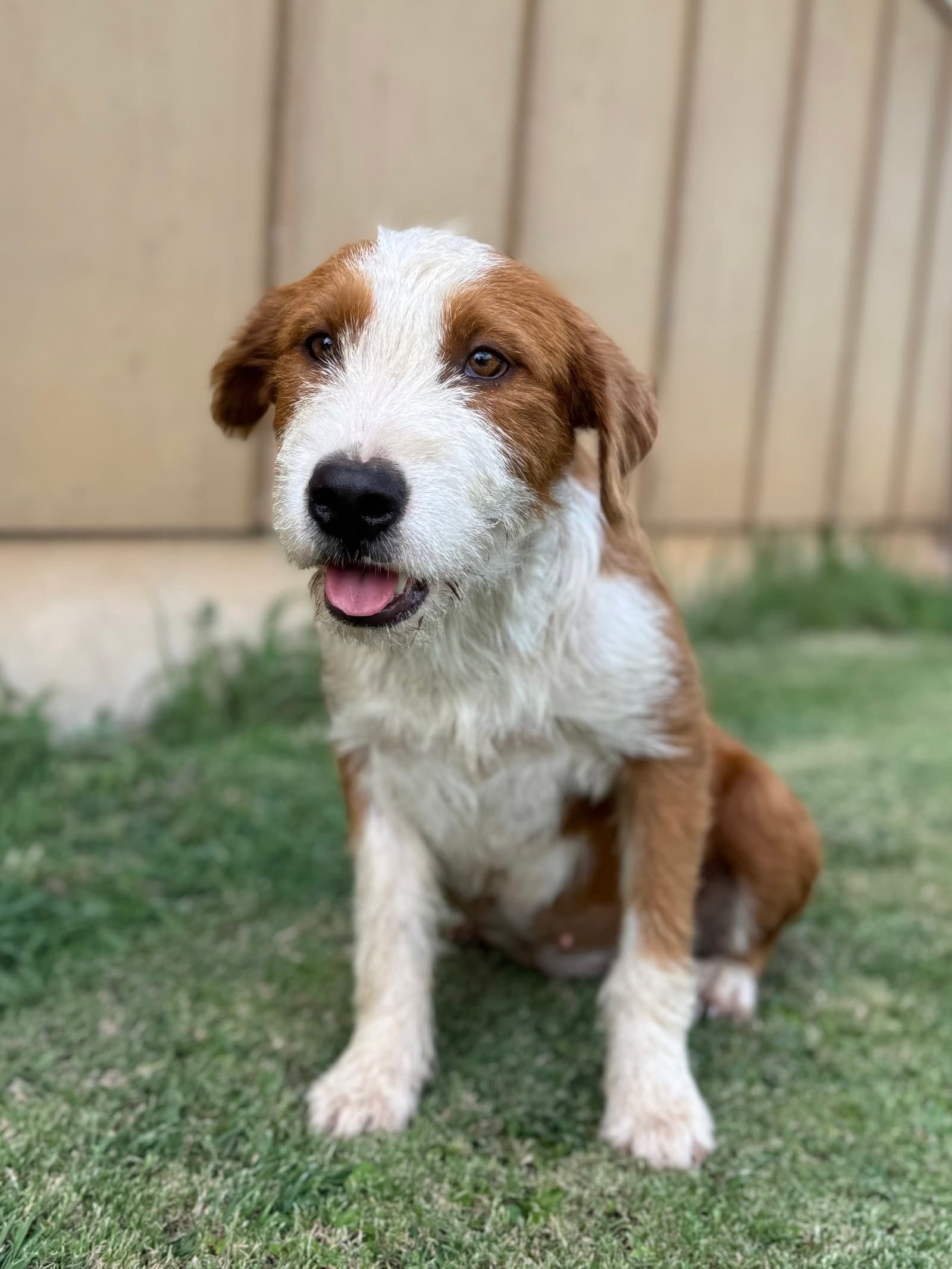 Daffy - Terrier