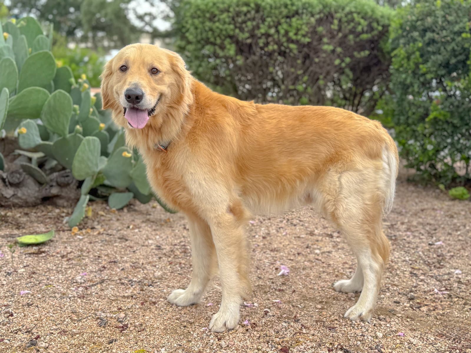 Flint - Golden Retriever
