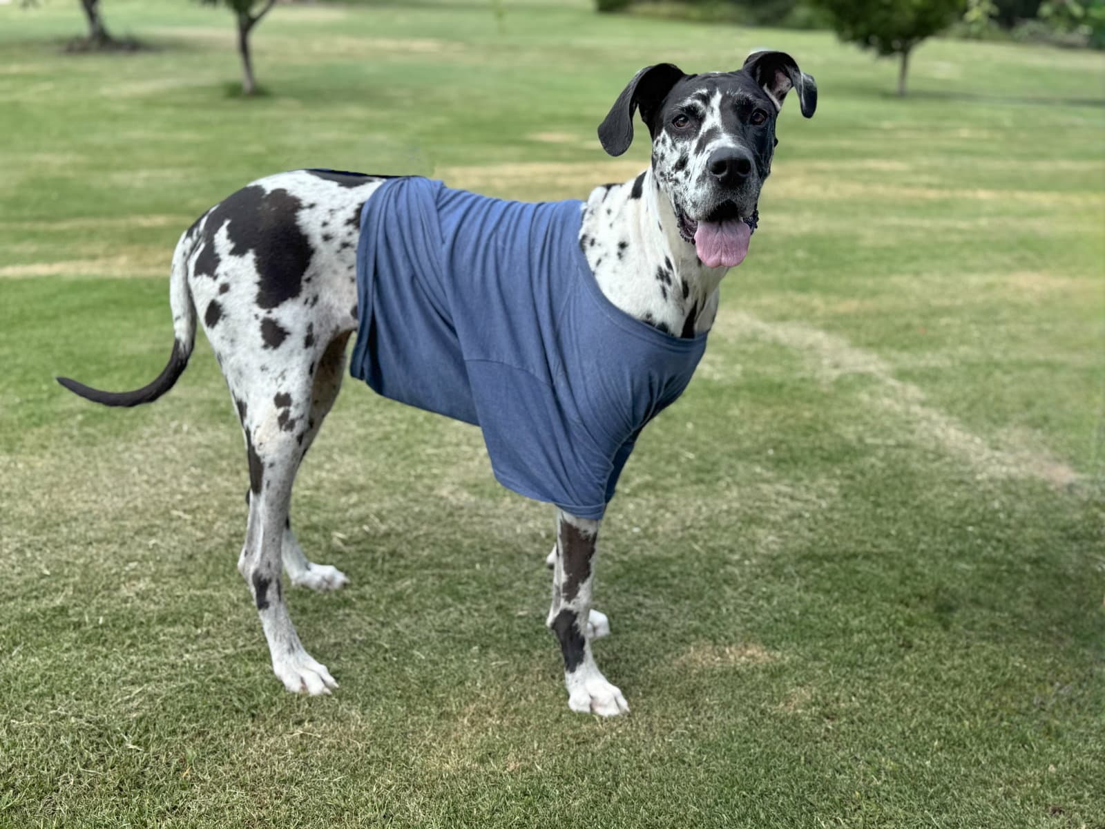 Calla - Great Dane