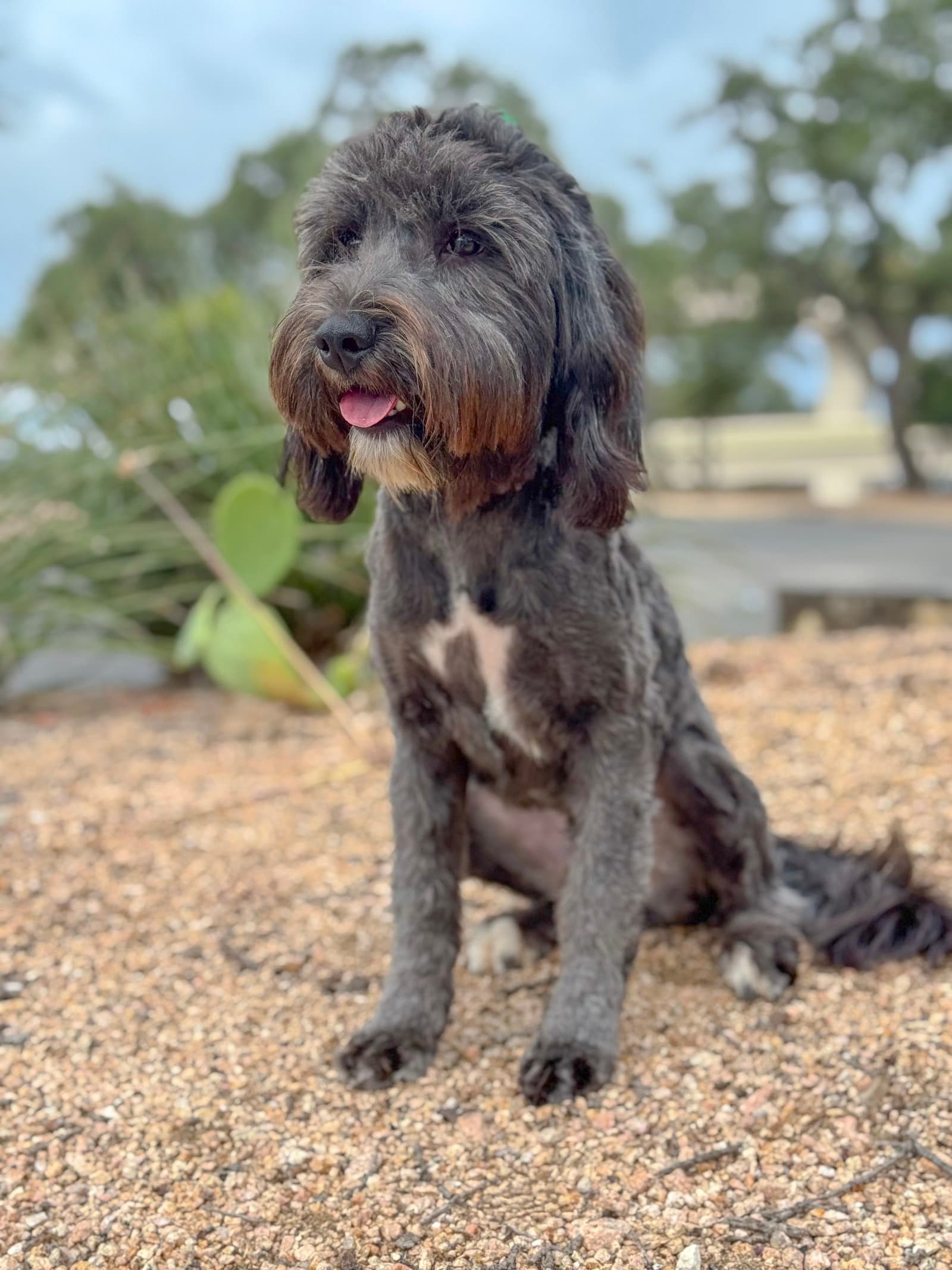 Piper - Terrier