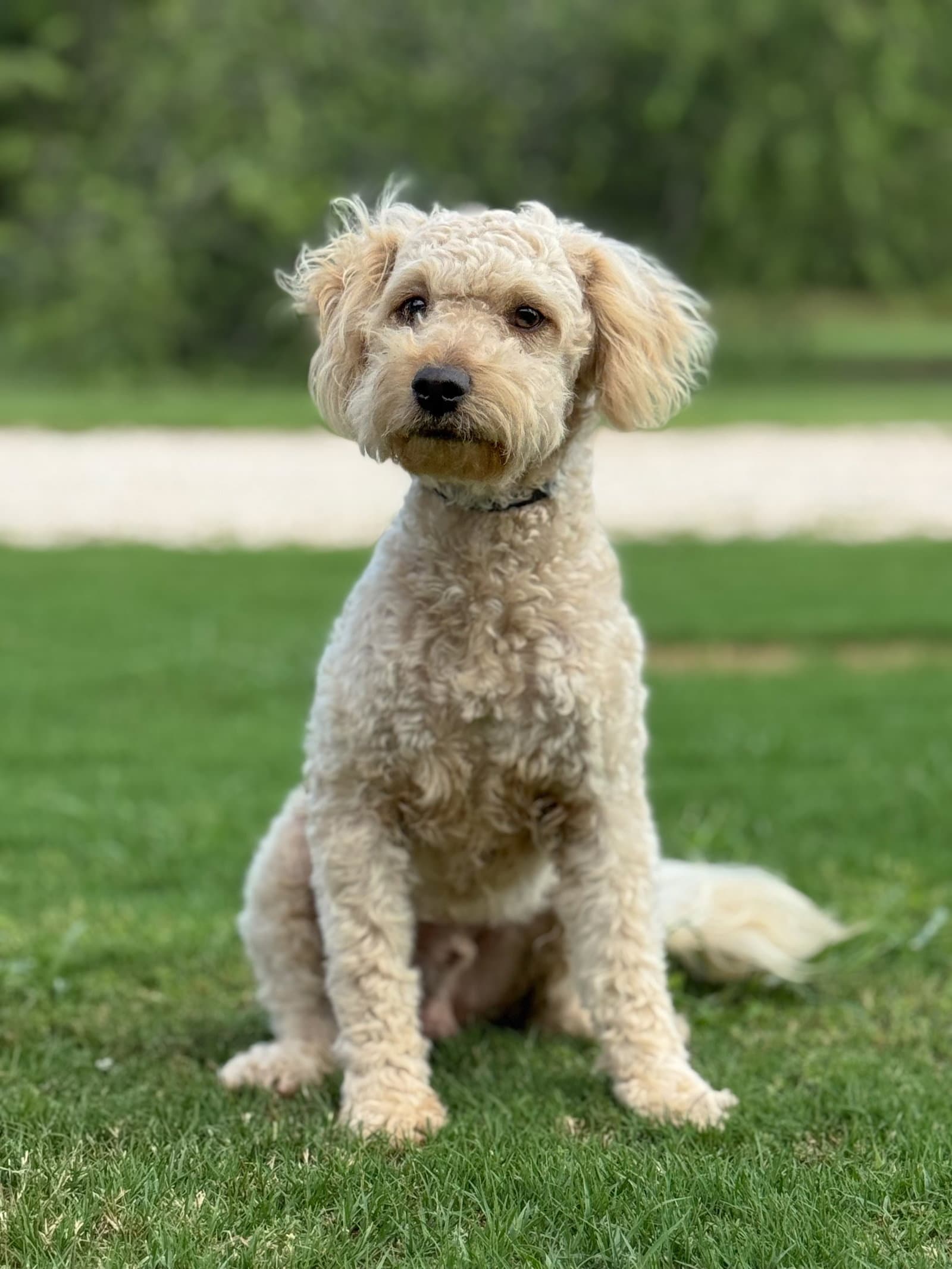 Issac - Poodle (unknown type)