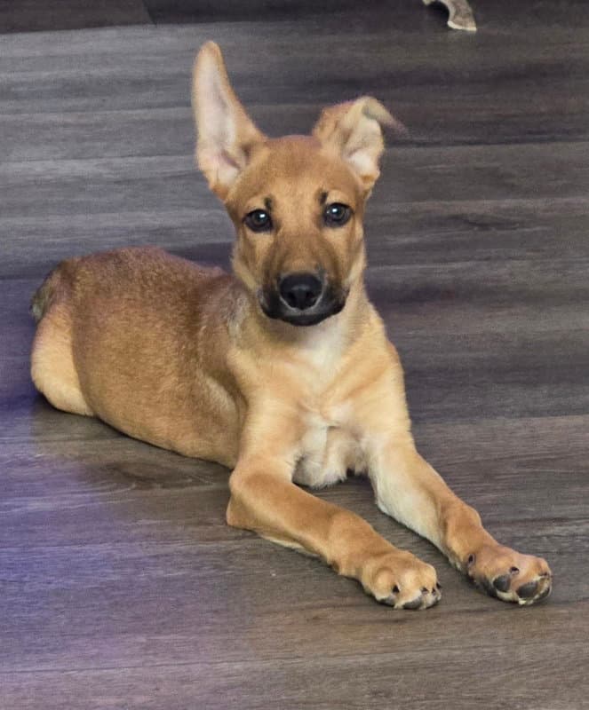 Ike - Belgian Shepherd Malinois