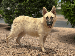 Abby image 1
