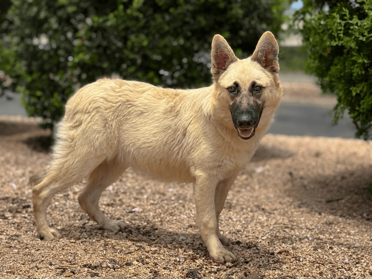 Abby - German Shepherd Dog