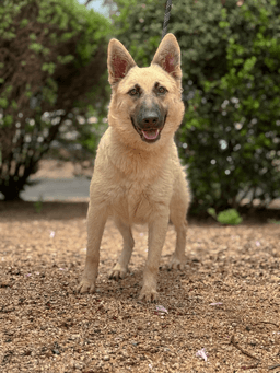 Abby image 3