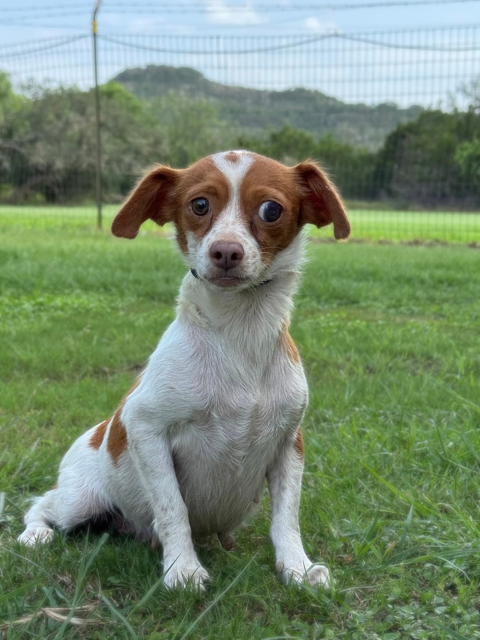 Kiki - Chihuahua