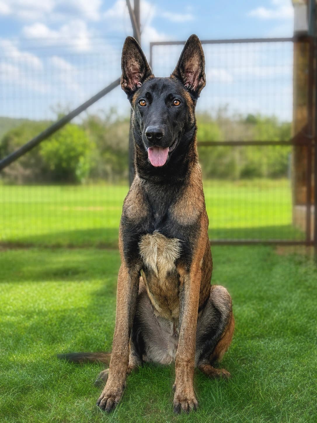 Blue - Belgian Shepherd Malinois