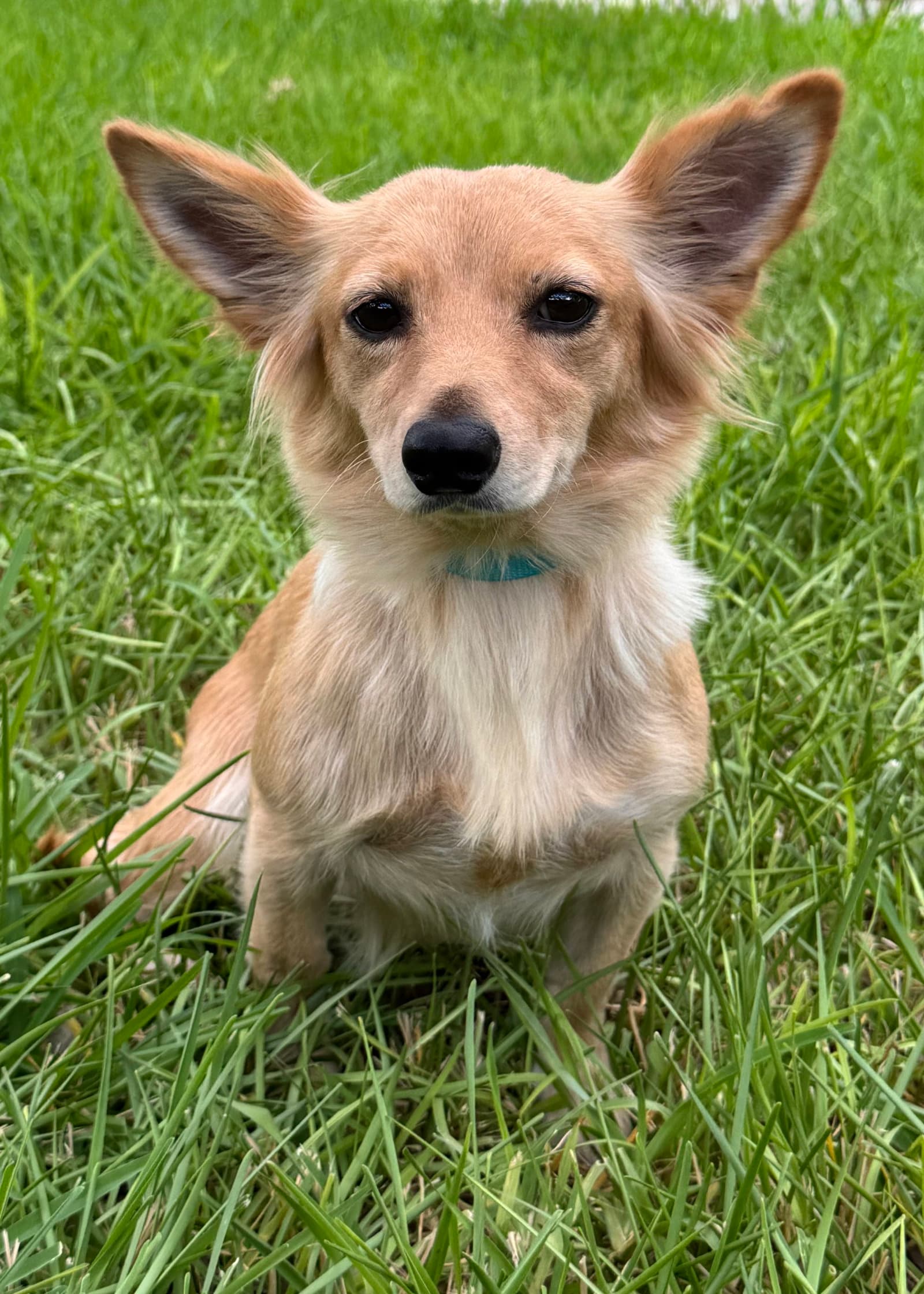 Katy - Dachshund