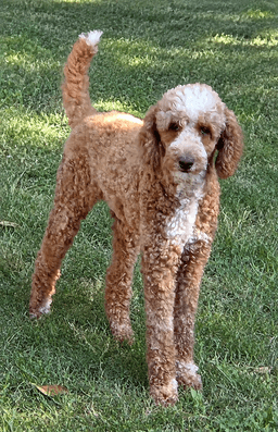 Taffy image 1