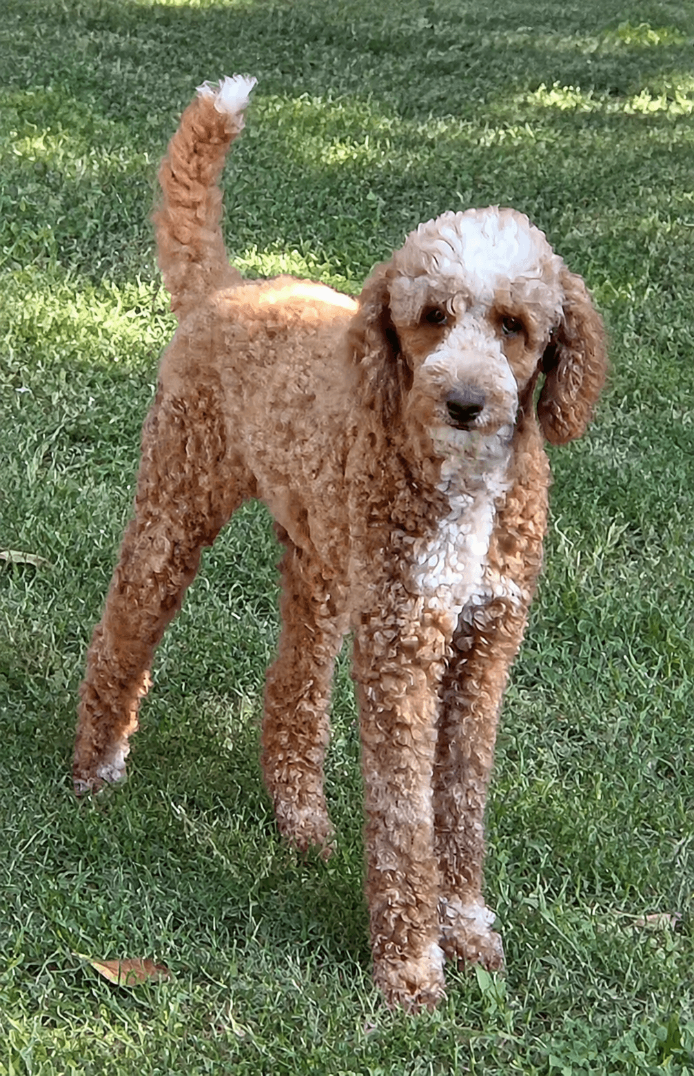 Taffy - Poodle (Standard)