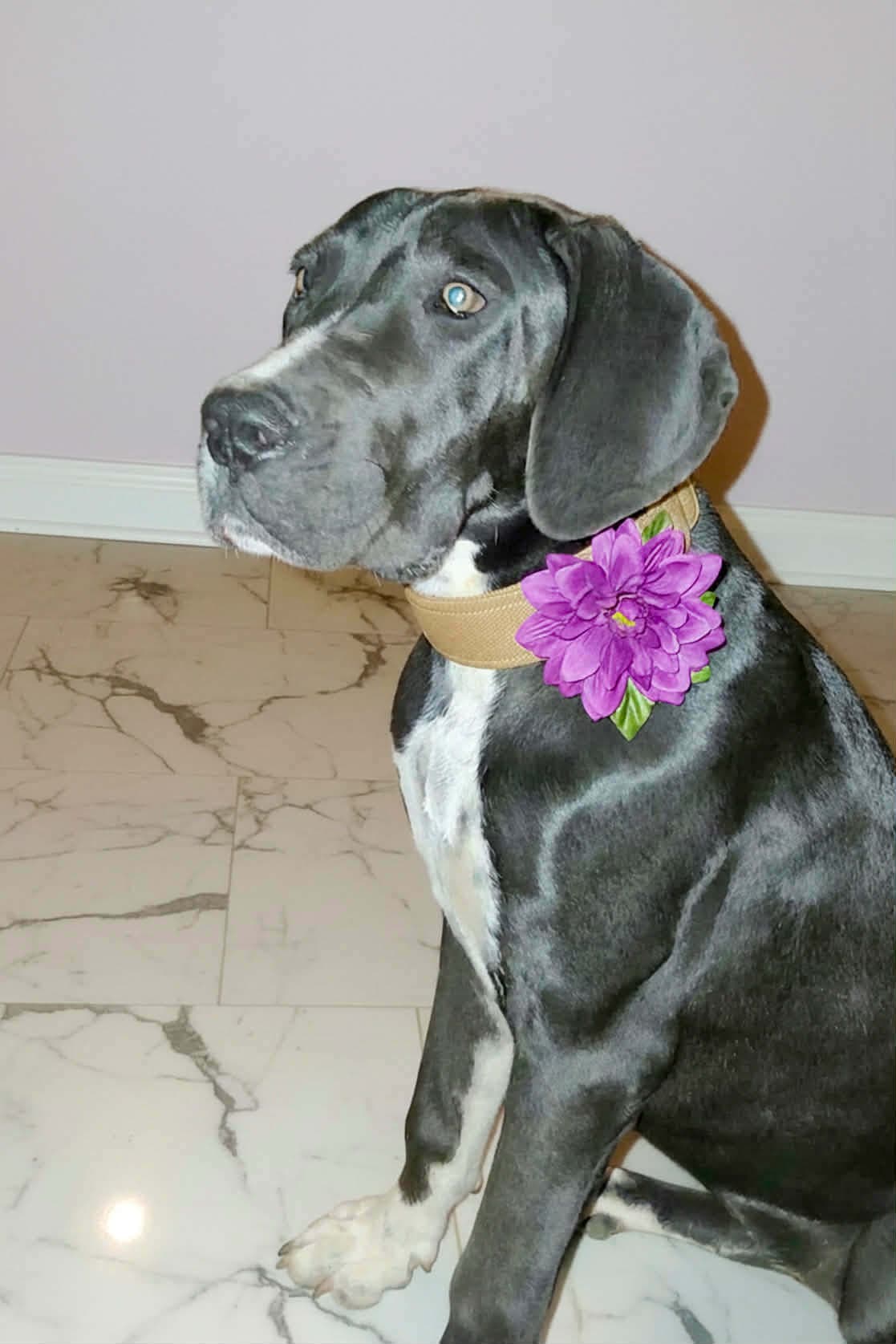 Mercedes - Great Dane