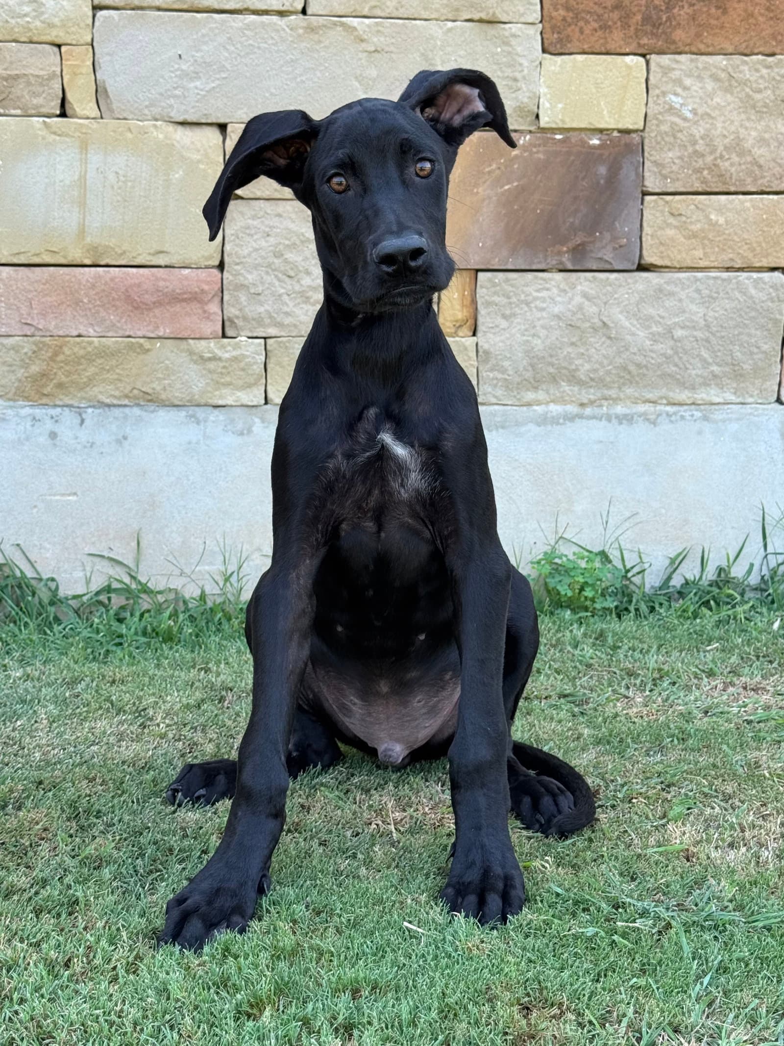 Parker - Great Dane