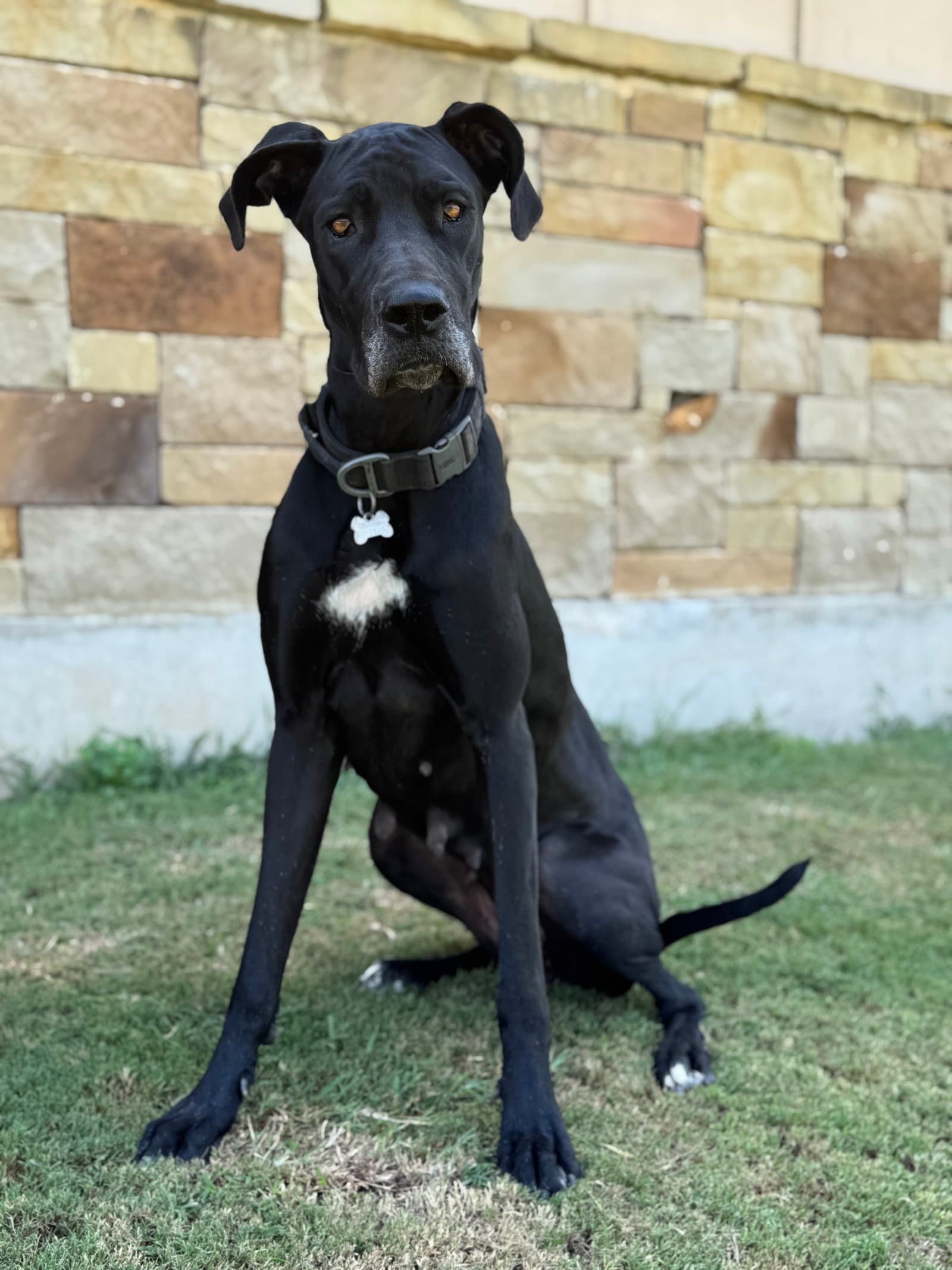 Paisley - Great Dane