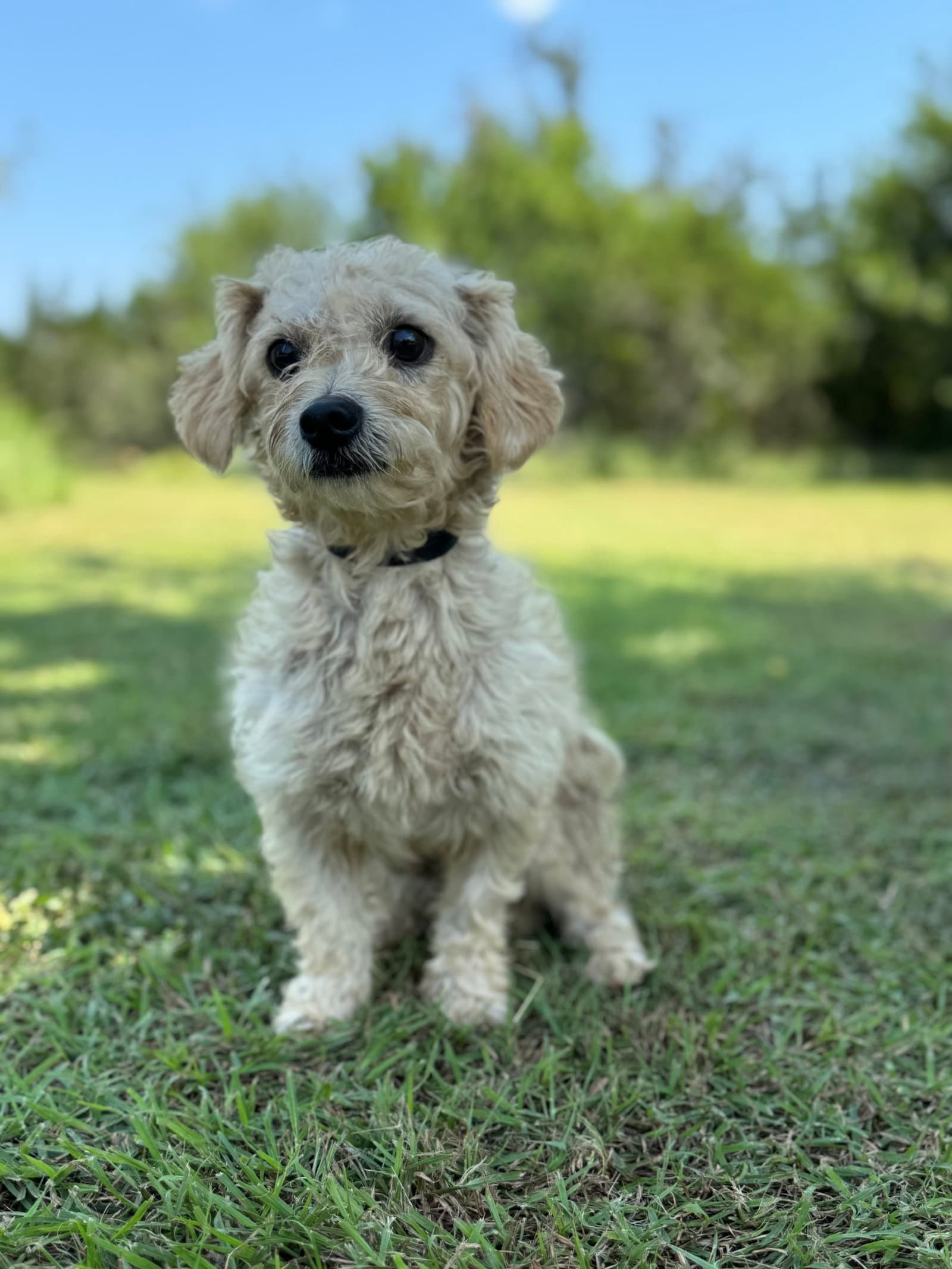 Ethan - Terrier