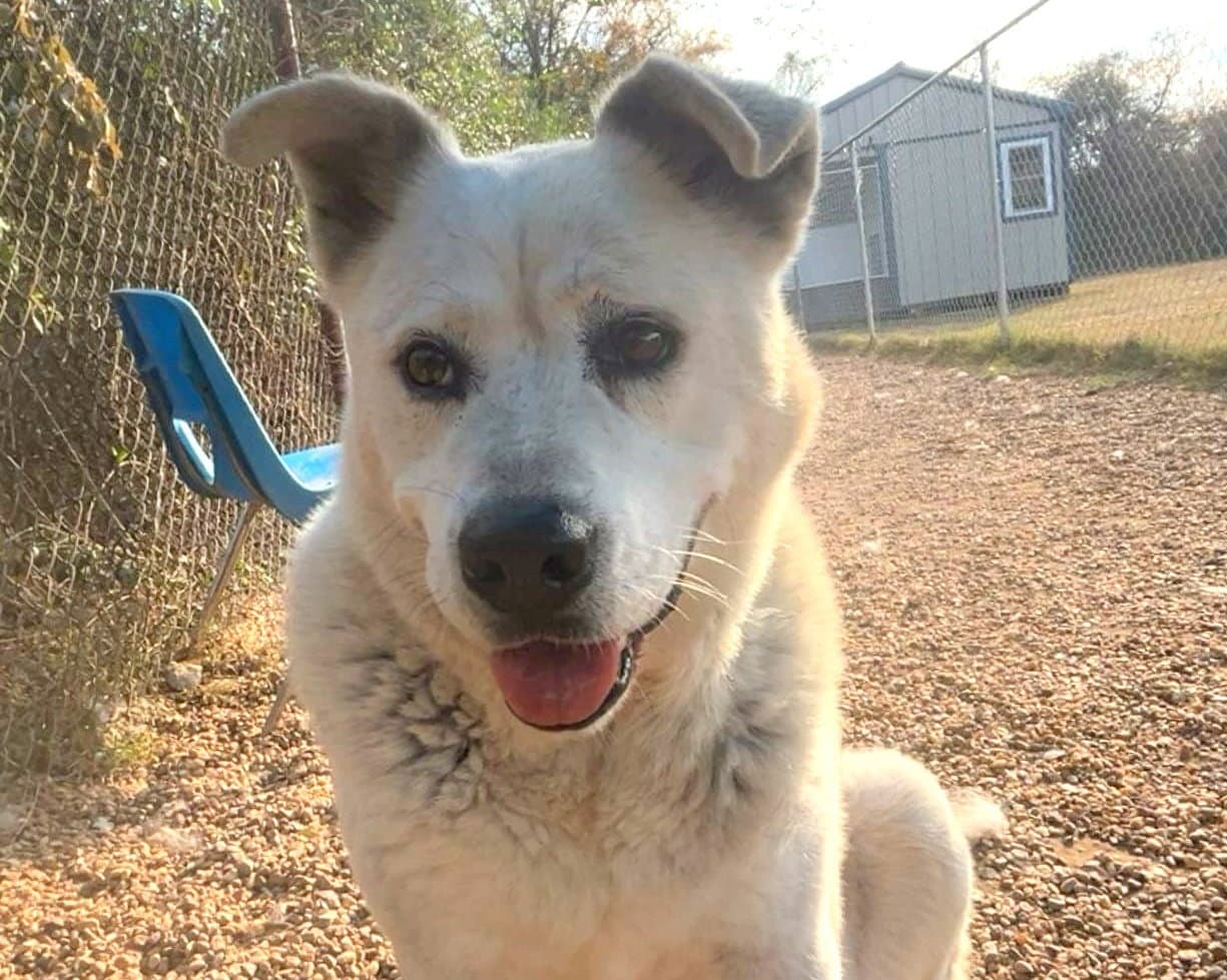 Tucker - Australian Cattle Dog/Blue Heeler