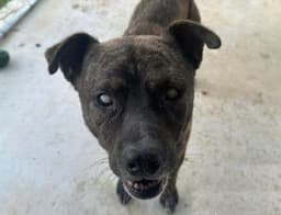 Winston image 1