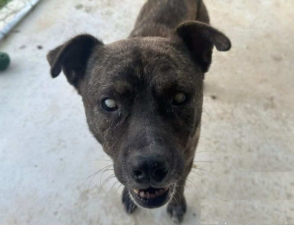 Winston - Mountain Cur