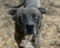 Winston image 4