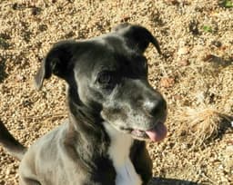 Pebbles image 1