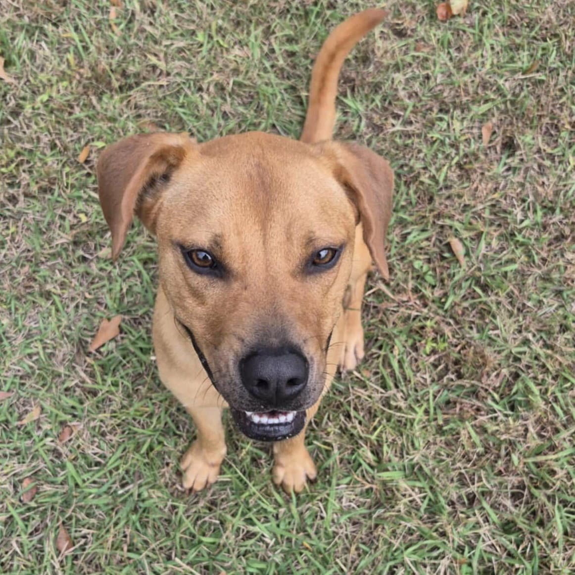 Pluto - Black Mouth Cur