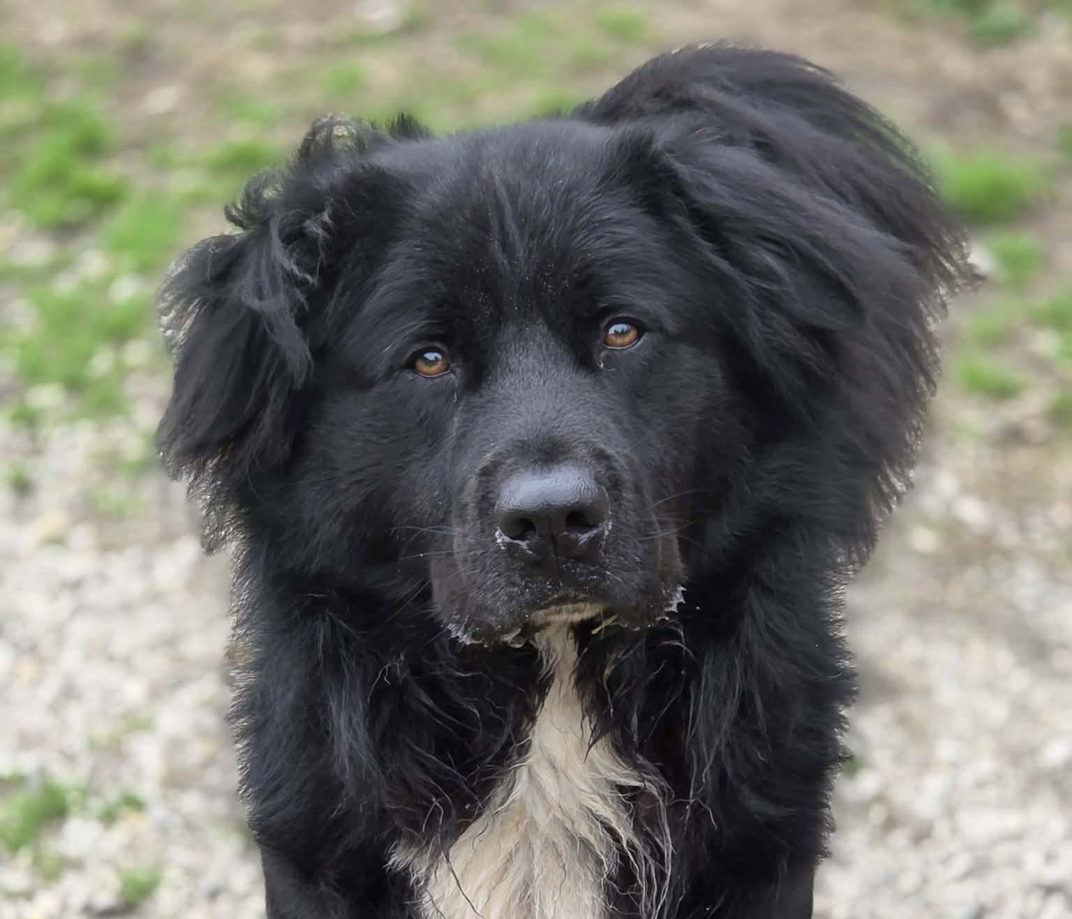 Puffin - Retriever