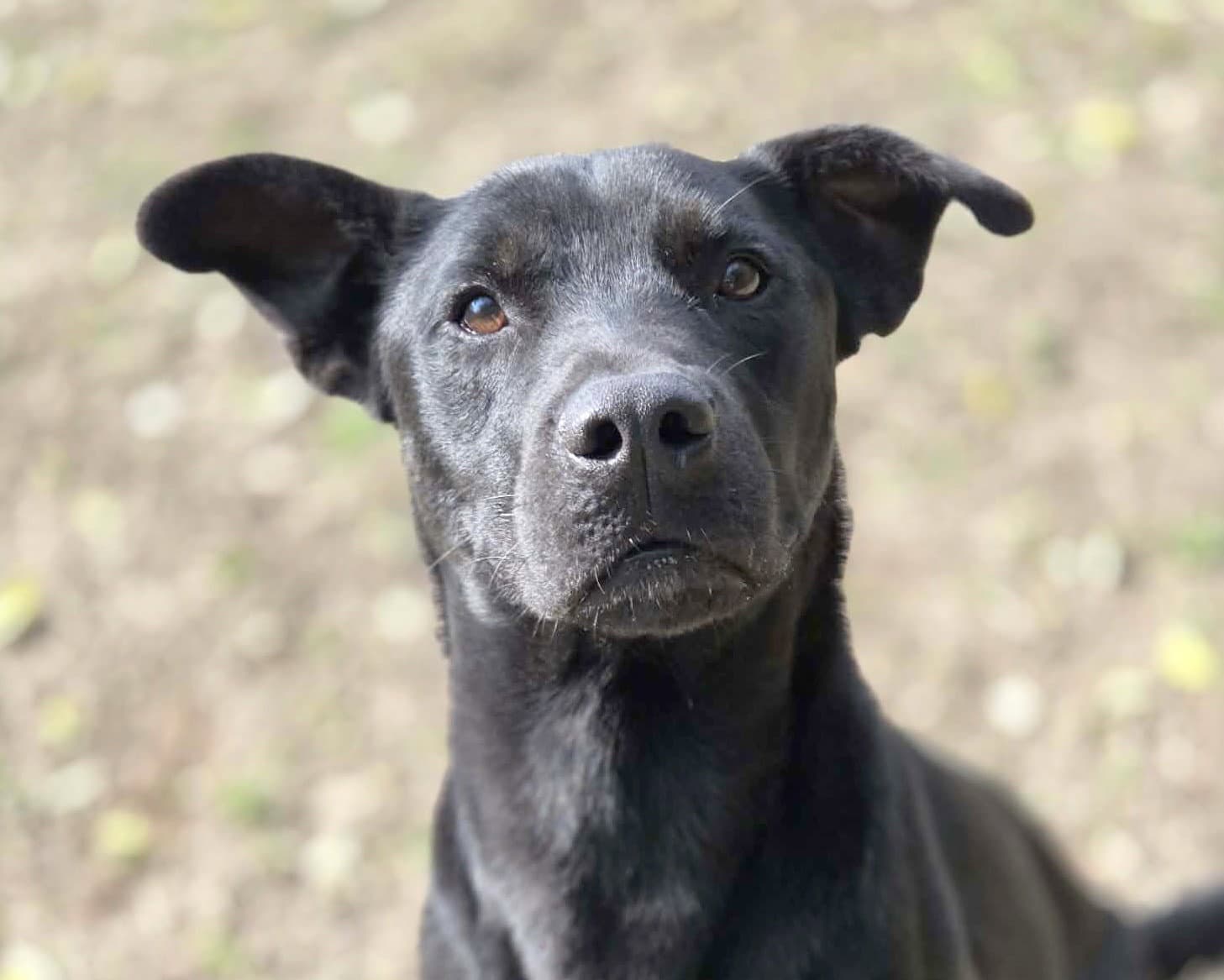 Andy - Labrador Retriever