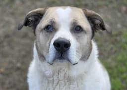 Max image 1