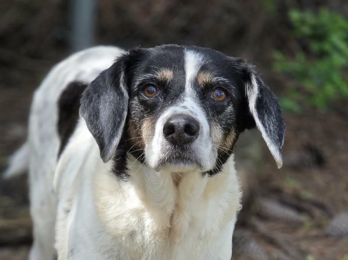 Leroy  Levon - Beagle
