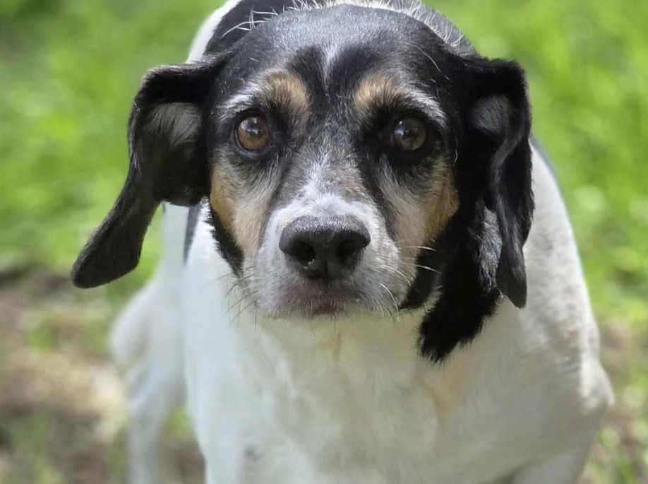 Levon  Leroy - Beagle