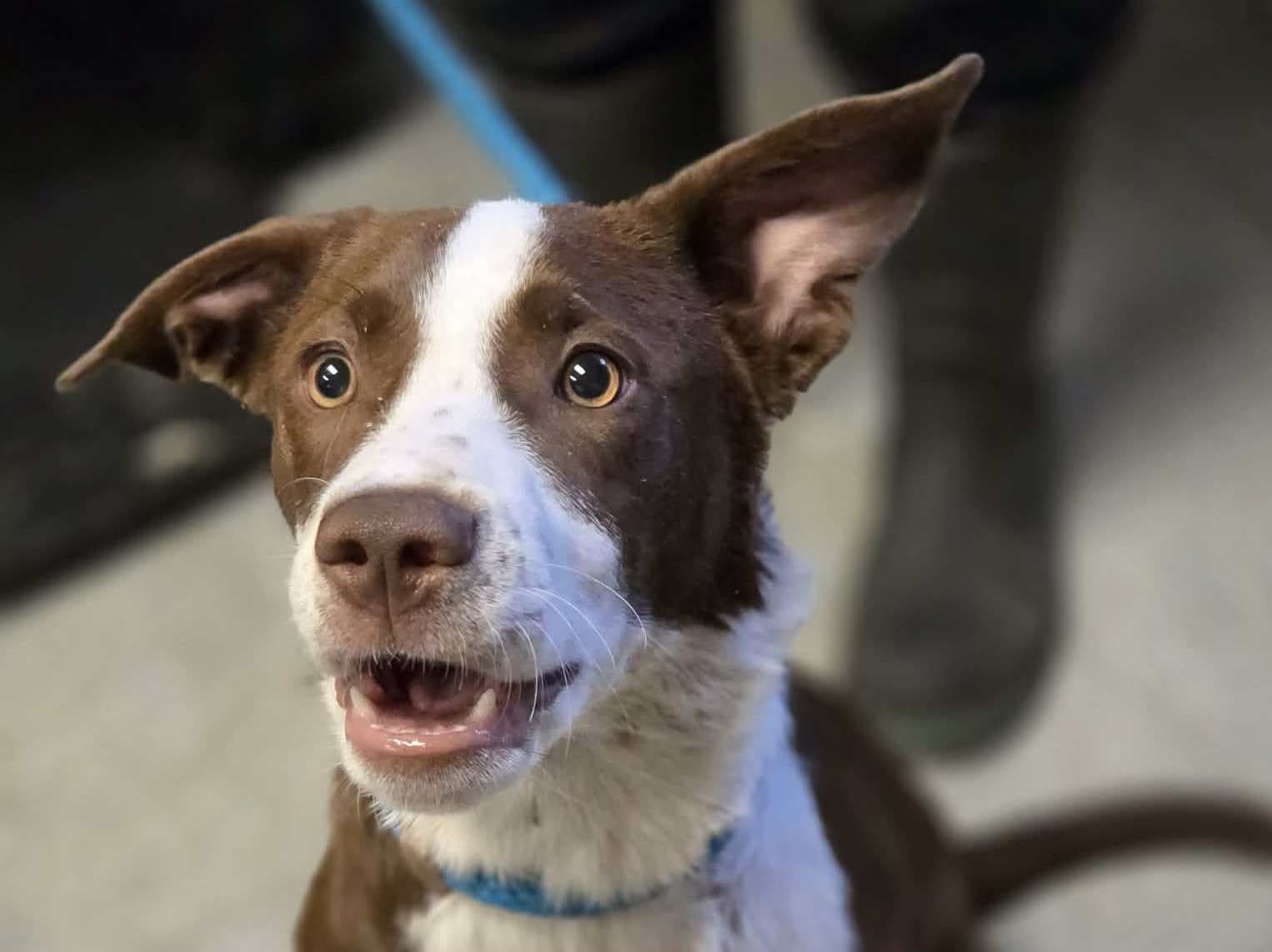 Stacy - Border Collie