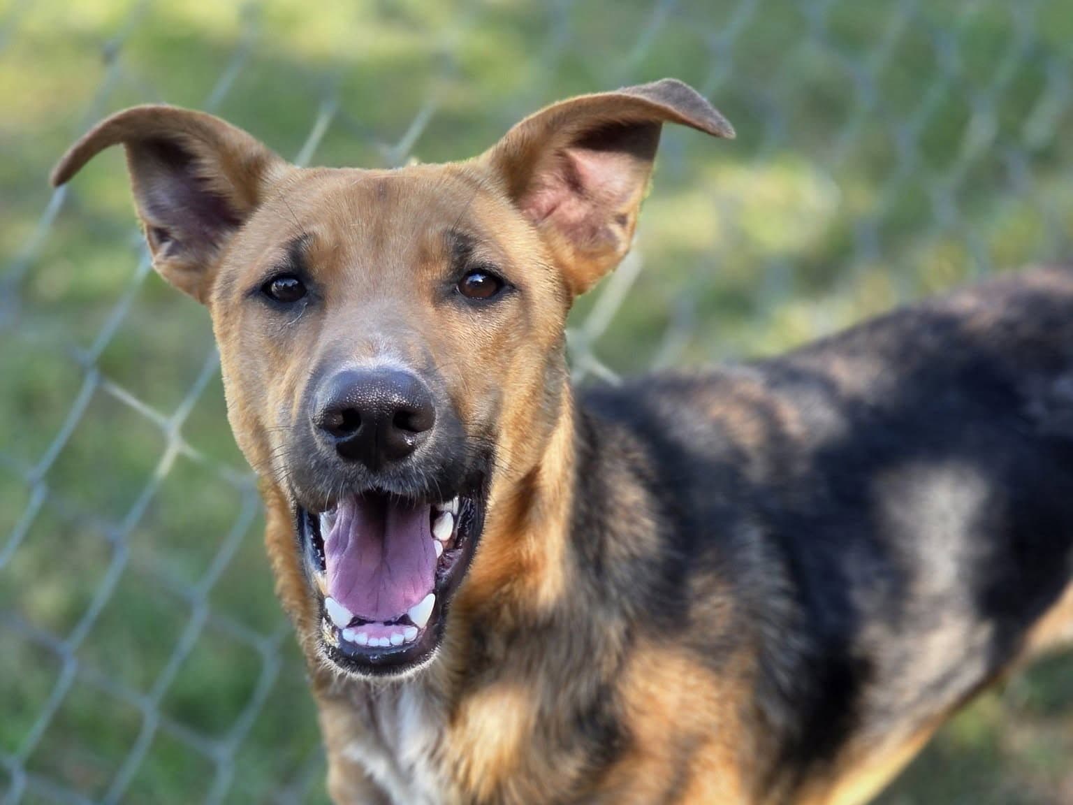 Tanner - German Shepherd Dog