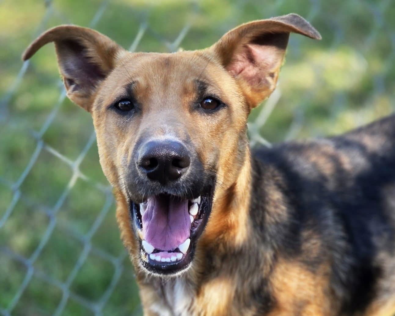 Tanner - German Shepherd Dog