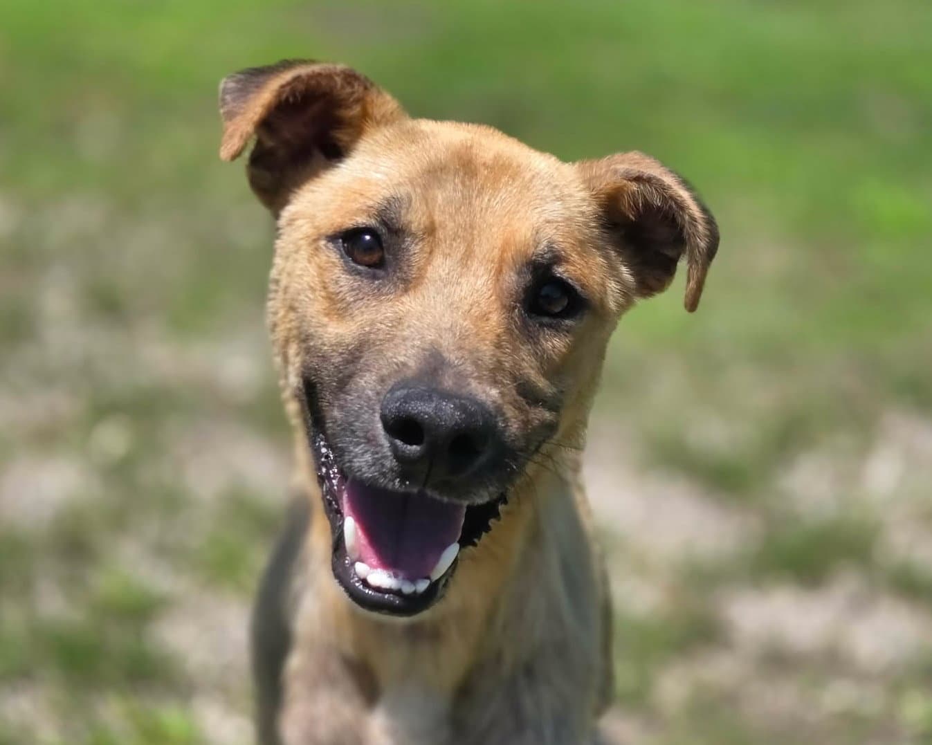 Vincent - Black Mouth Cur