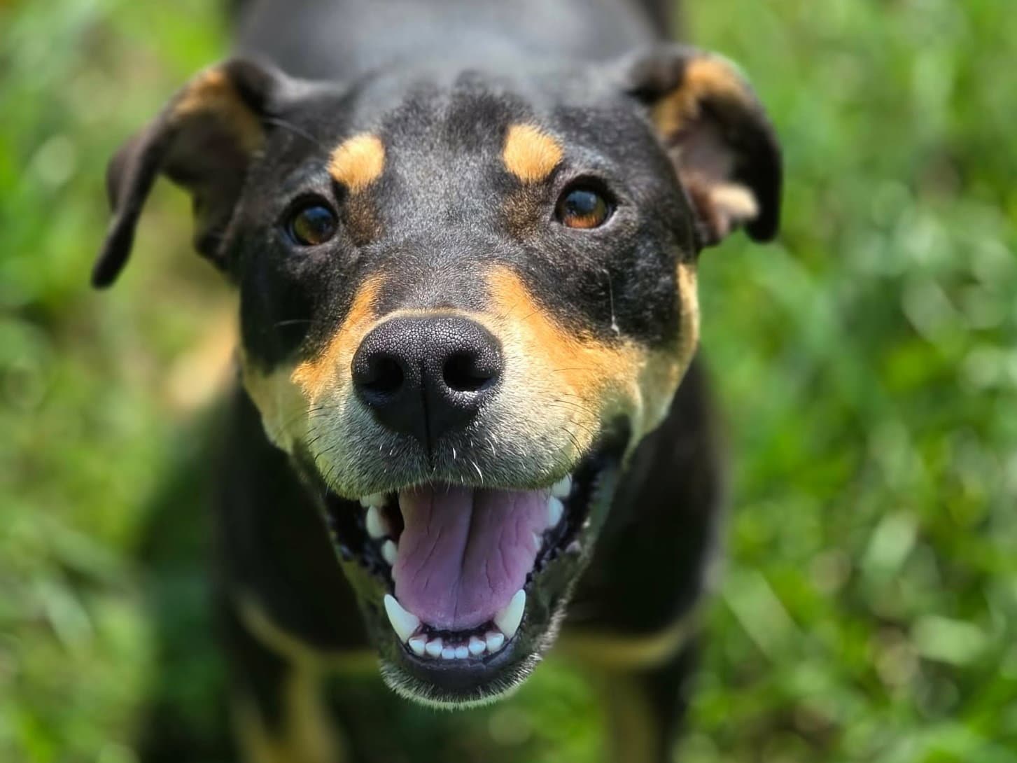 Odessa - Rottweiler