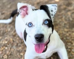 Bluey image 1