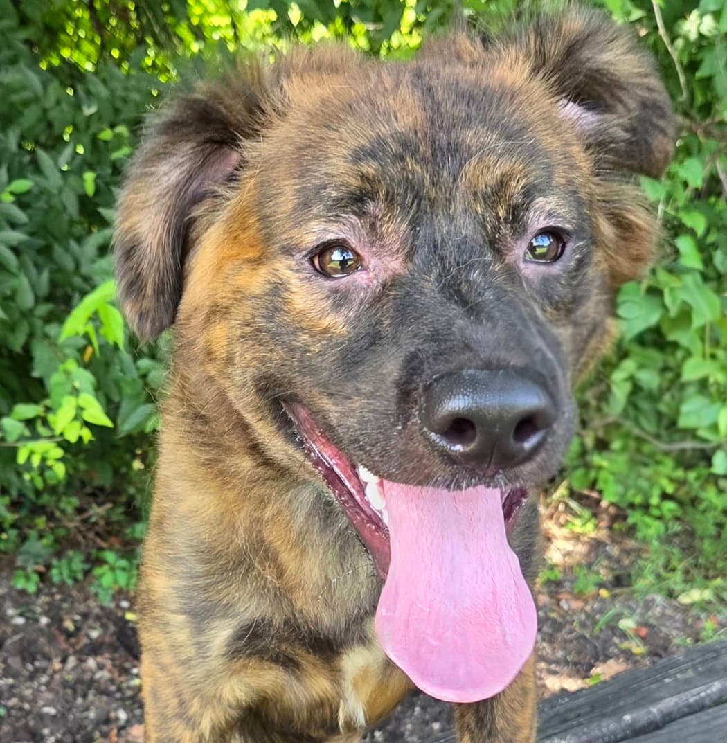 Marty - Dutch Shepherd