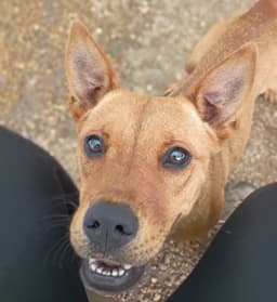 Delilah image 1