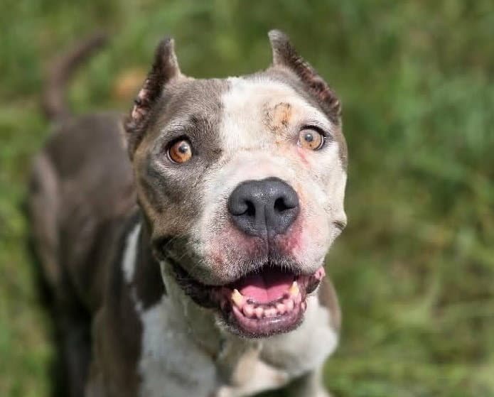 Scarlett - American Staffordshire Terrier
